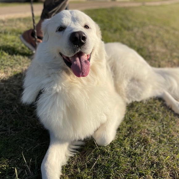 Meet your Posher, Dairon - Picture 1 of 1